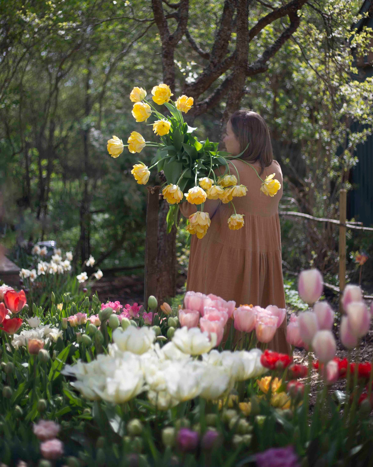 Kerrannainen tulppaani Akebono