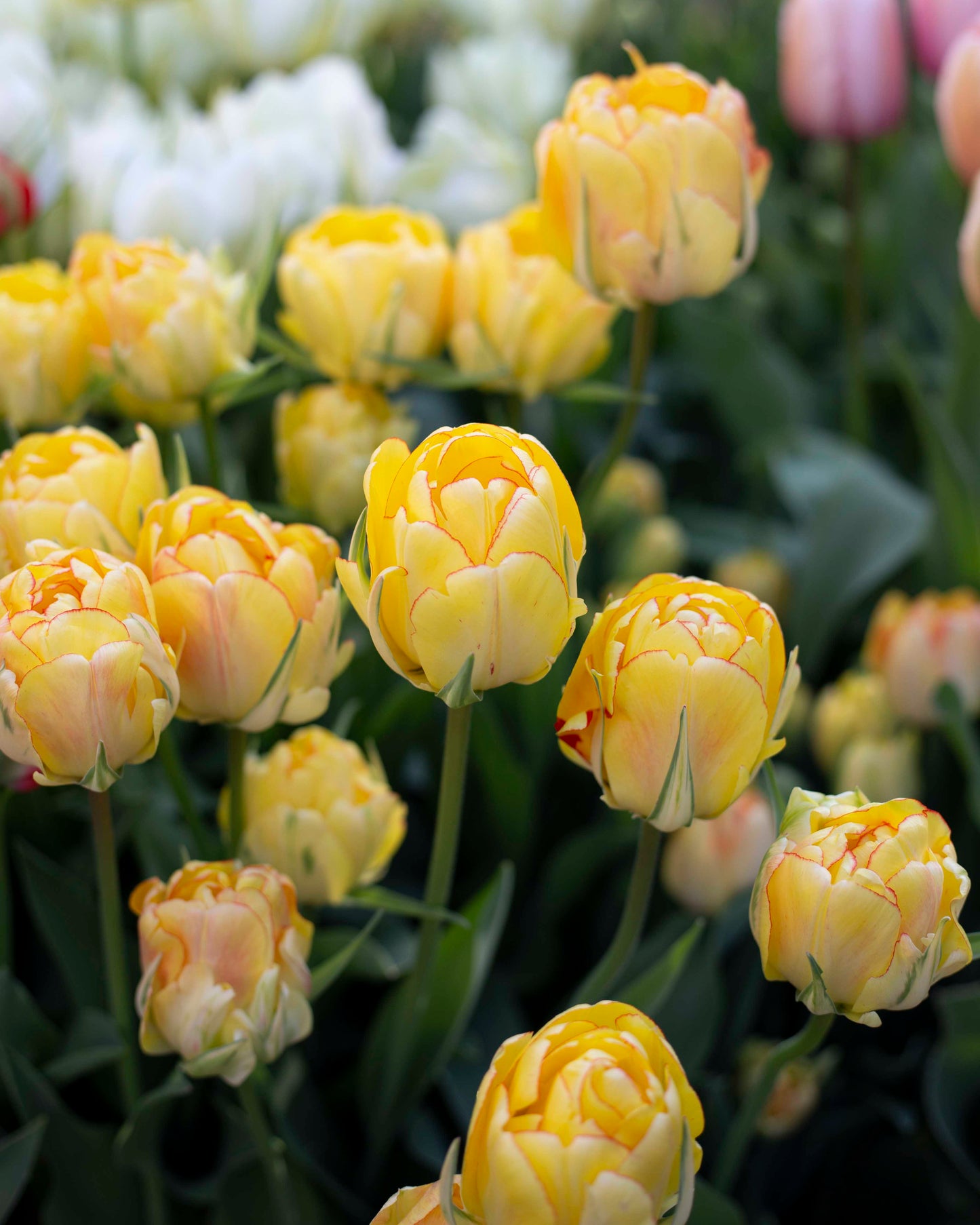 Kerrannainen tulppaani Akebono