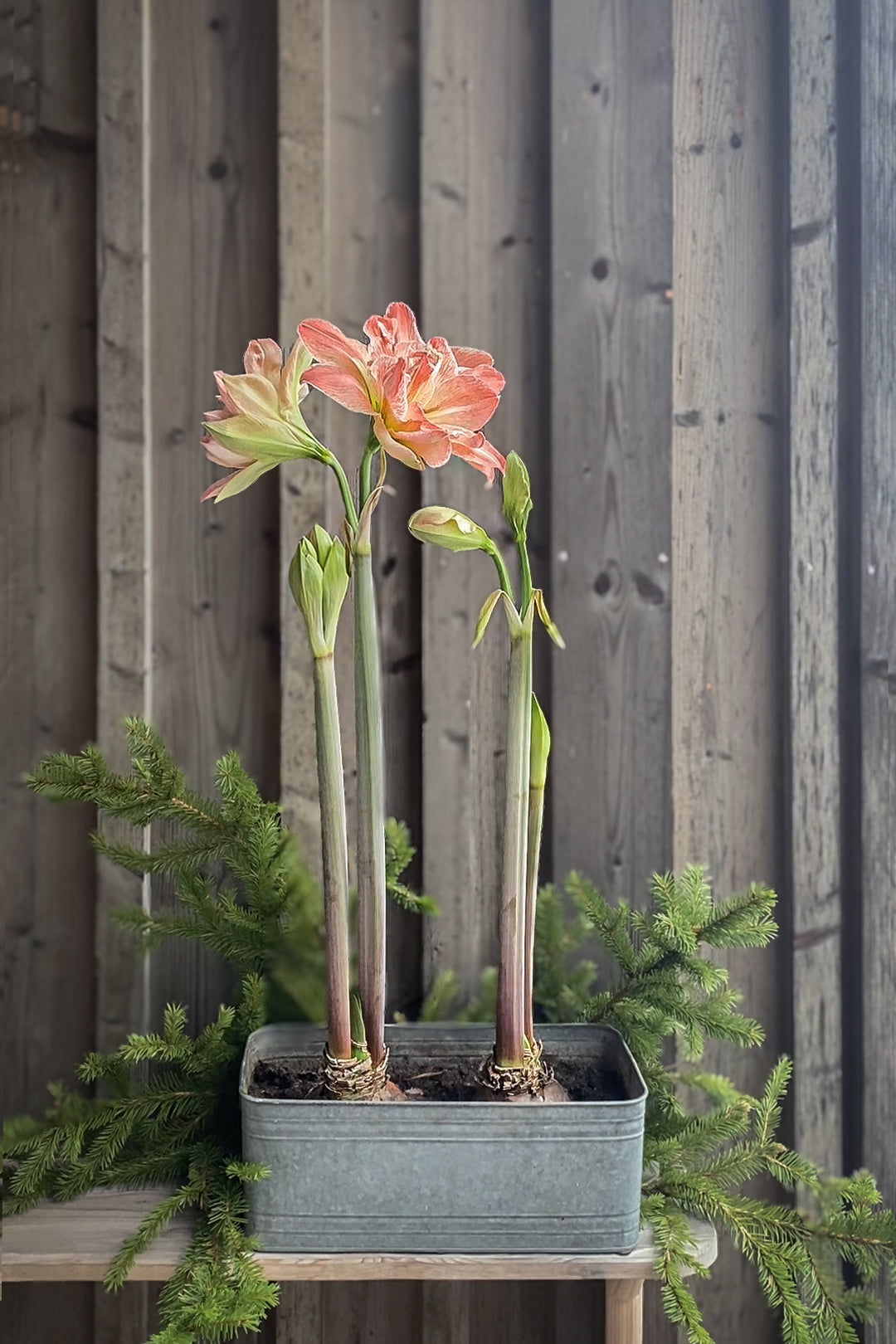 Amaryllis Exotic Nymph