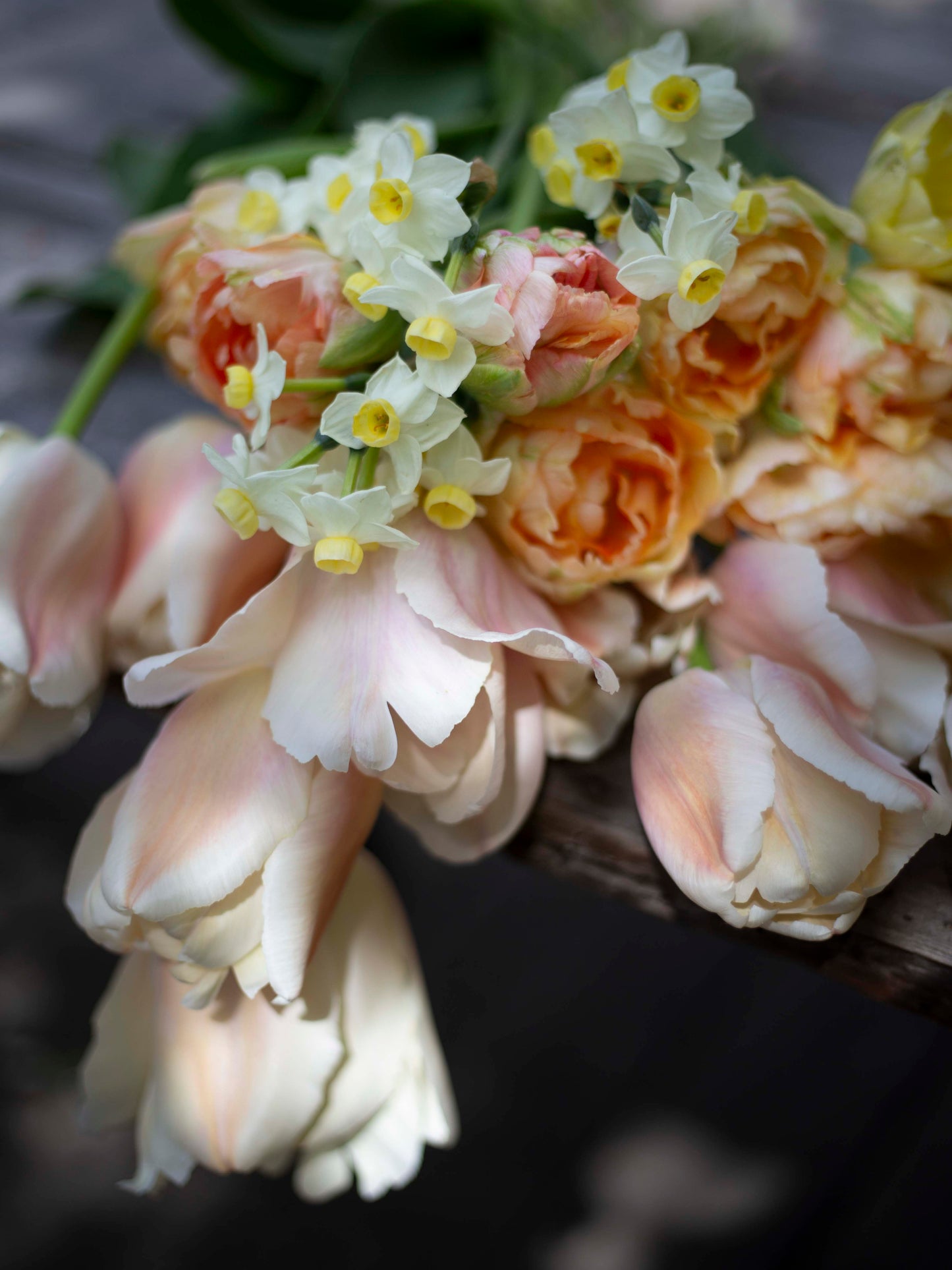 Kerrannainen tulppaani Charming Lady