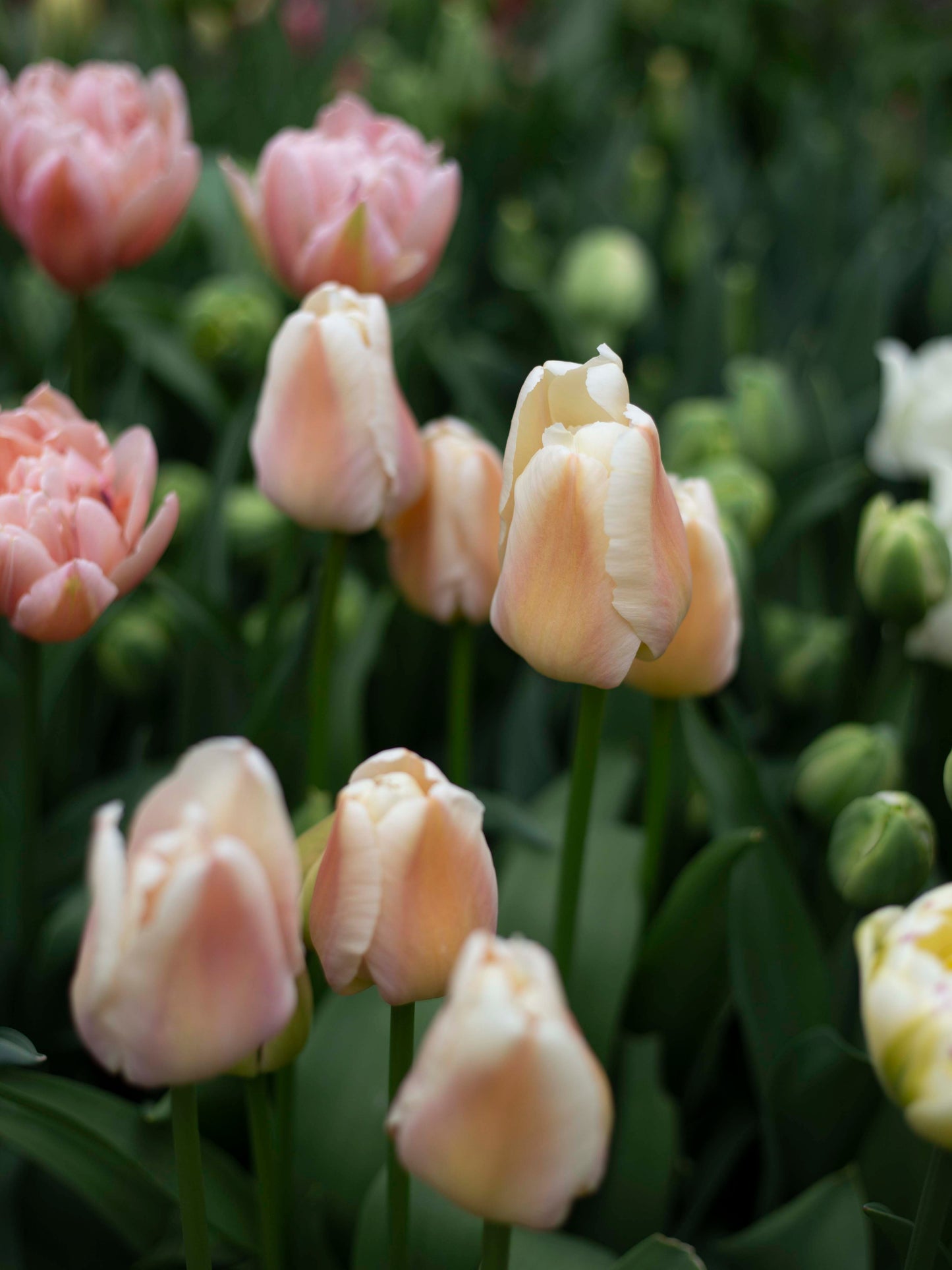 Yksinkertainen tulppaani Apricot Pride