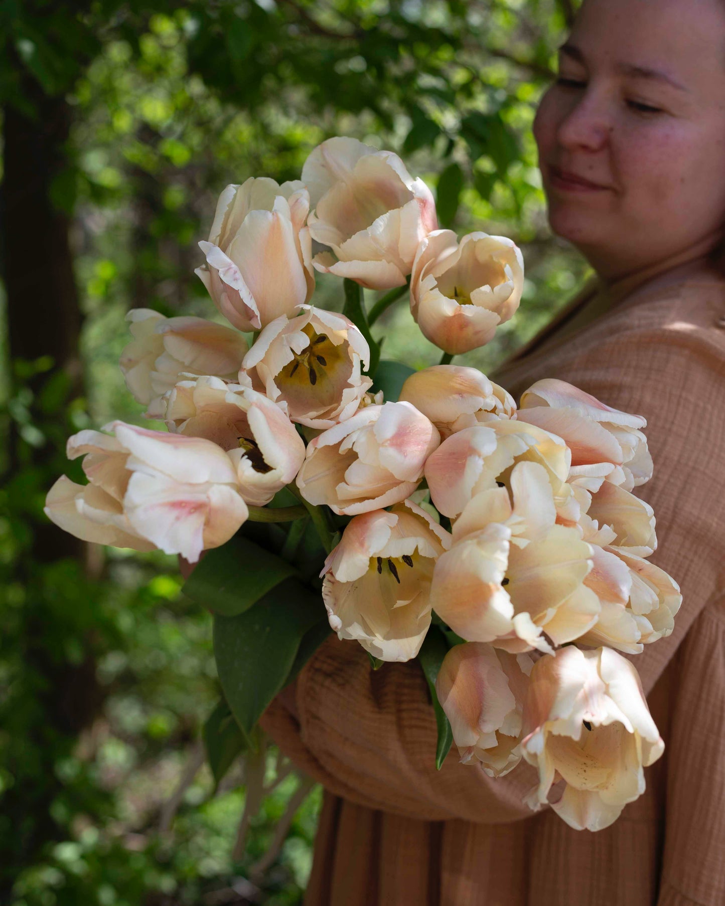 Yksinkertainen tulppaani Apricot Pride