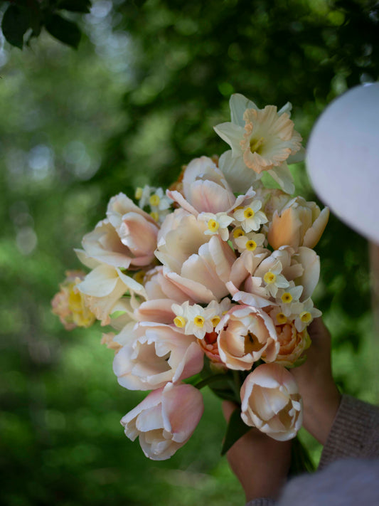 Yksinkertainen tulppaani Apricot Pride