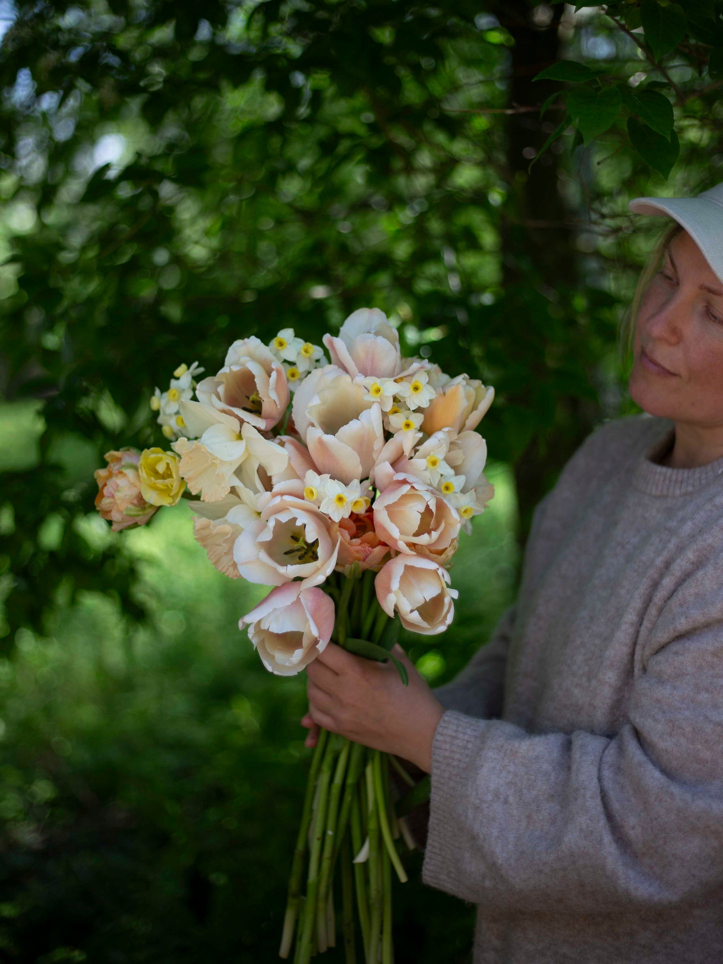 Yksinkertainen tulppaani Apricot Pride