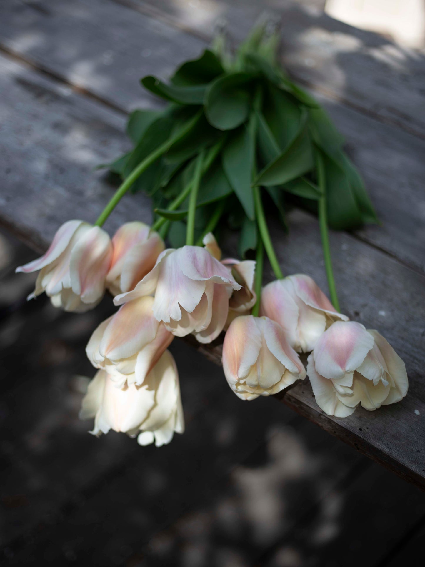 Yksinkertainen tulppaani Apricot Pride