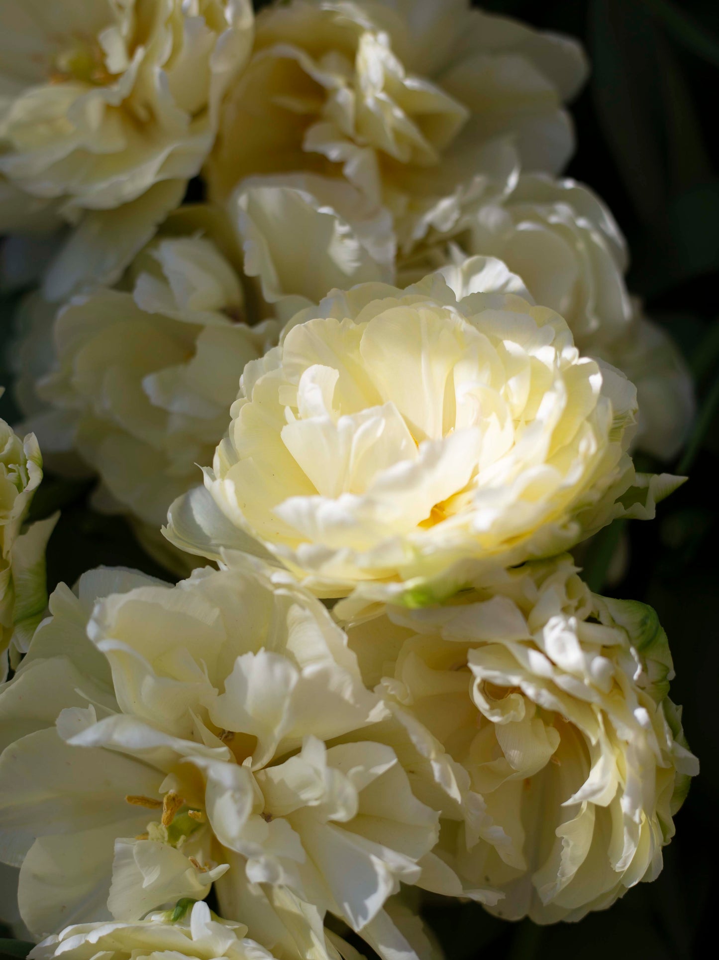 Kerrannainen tulppaani Avant Garde