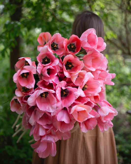 Yksinkertainen tulppaani Bella Blush