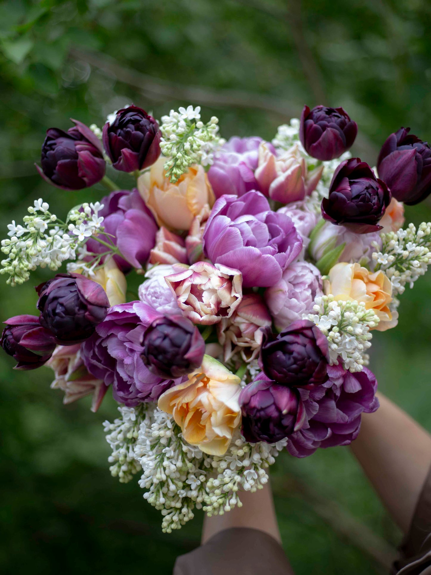 Kerrannainen tulppaani Charming Lady