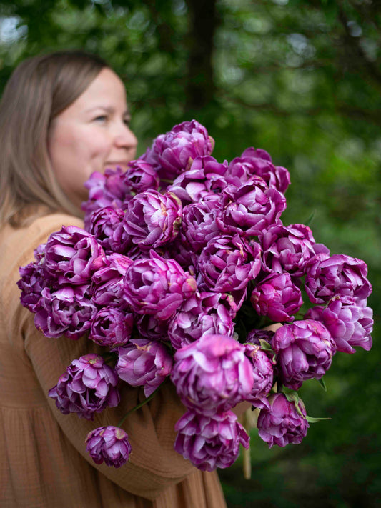 Kerrannainen tulppaani Blue Diamond
