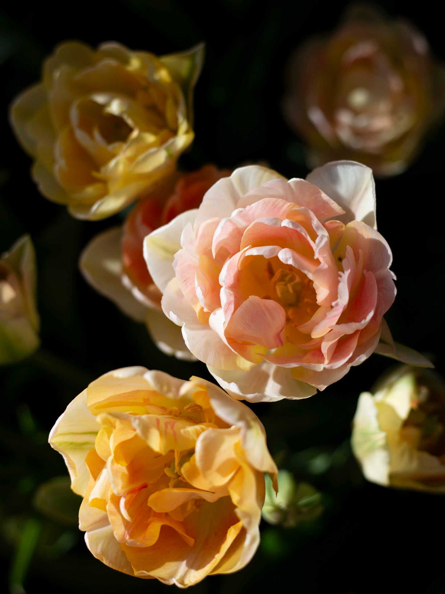 Kerrannainen tulppaani Charming Lady