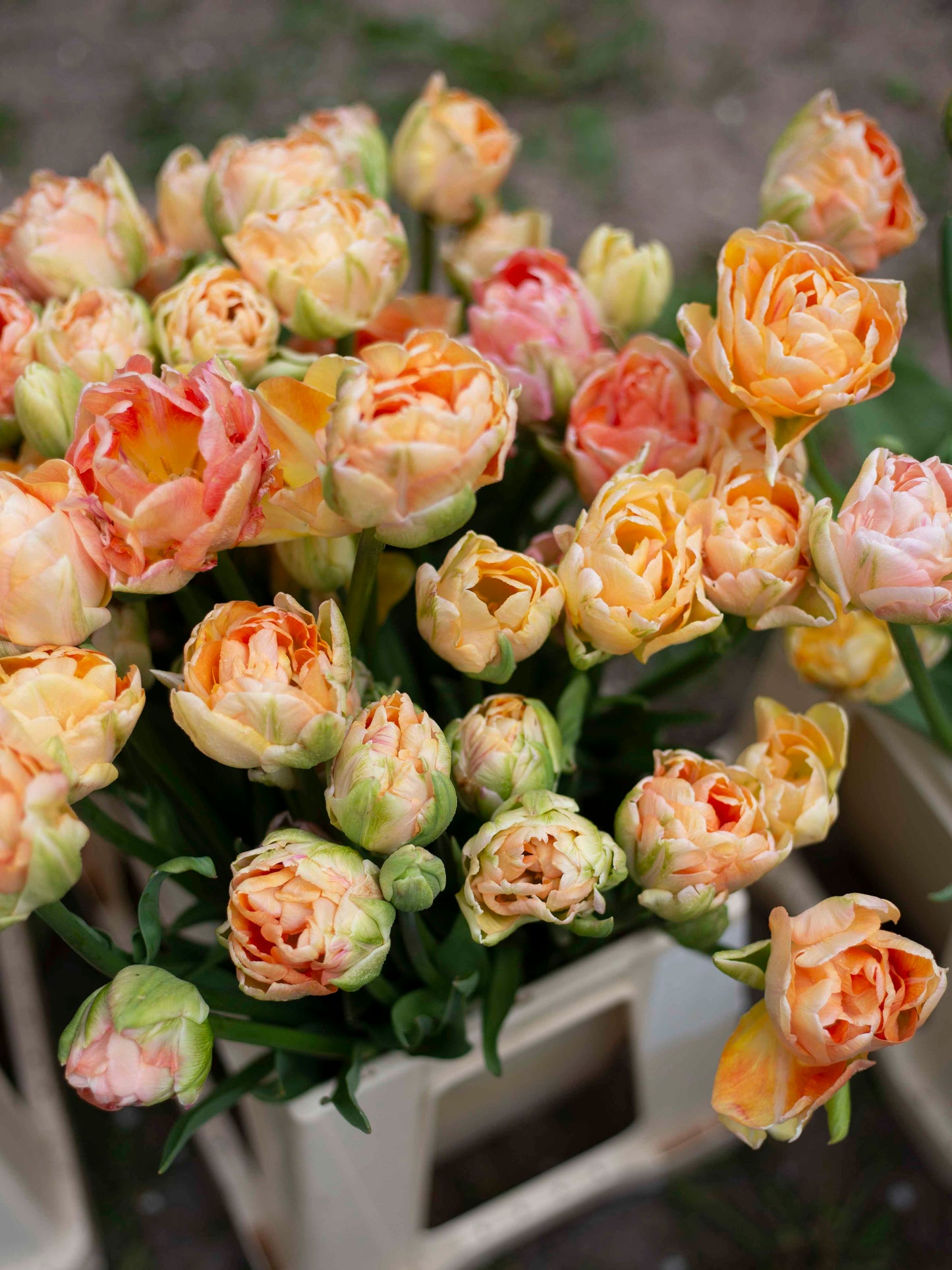 Kerrannainen tulppaani Charming Lady