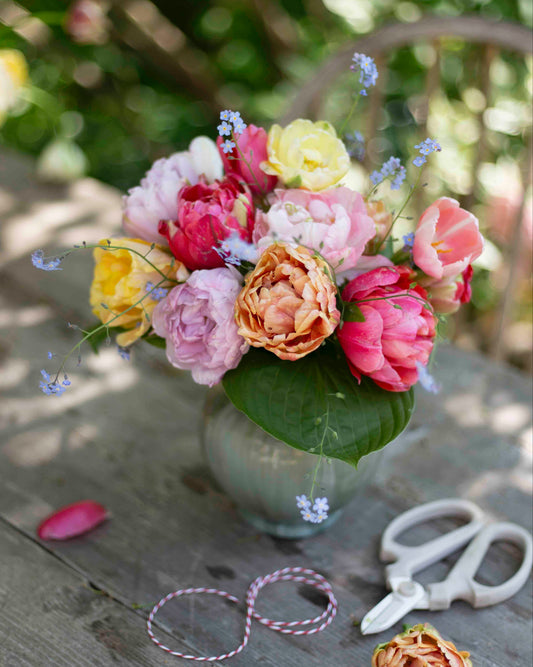 Kerrannainen ranskalainen tulppaani Renow Unique