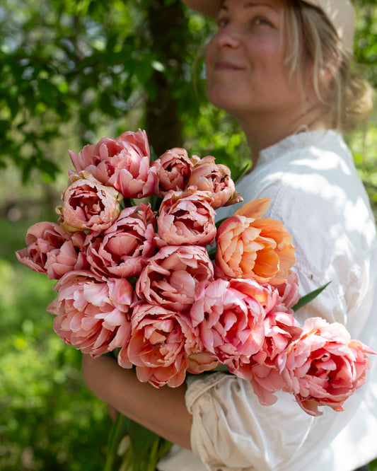 Kerrannainen tulppaani Coral Blush