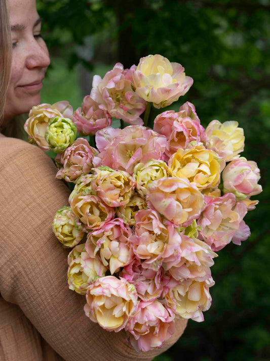 Kerrannainen tulppaani Creme Upstar