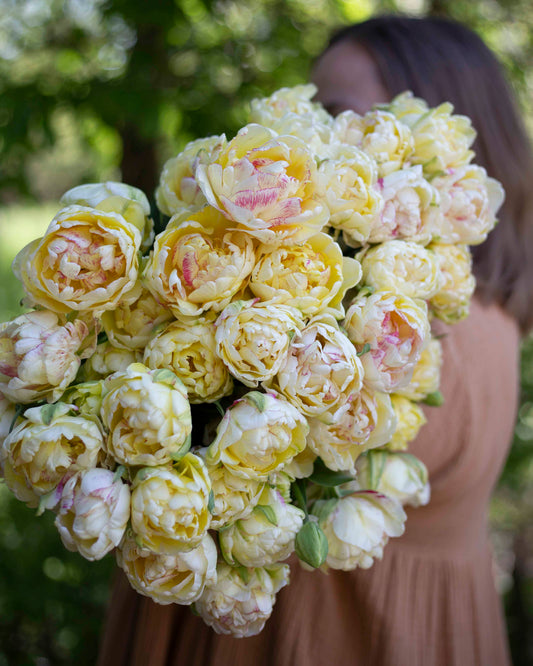 Kerrannainen tulppaani Double Shake