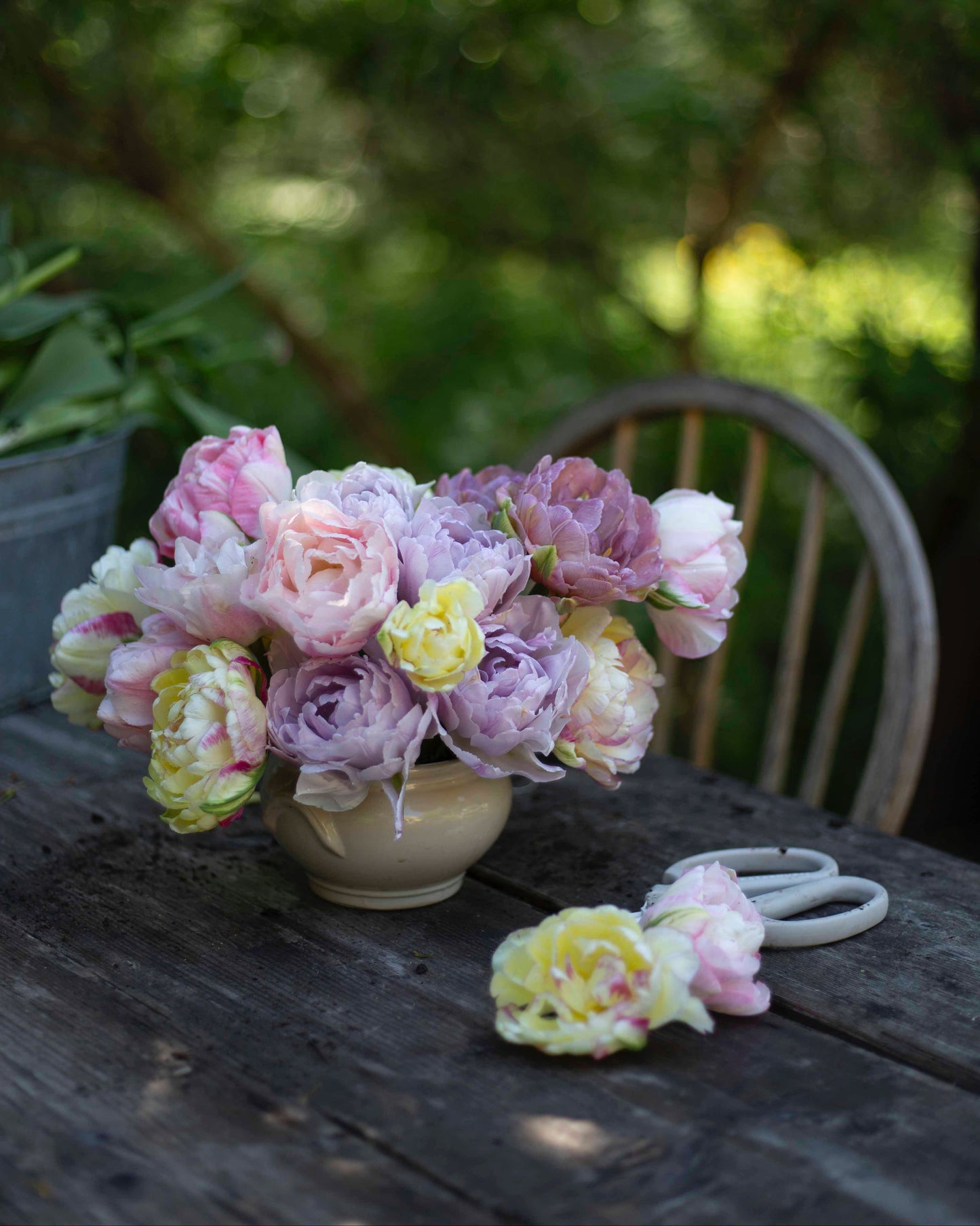 Kerrannainen tulppaani Dreamer