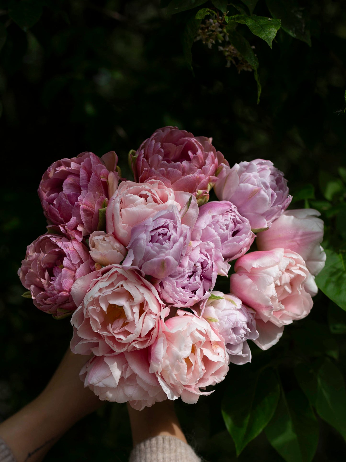 Kerrannainen tulppaani Dreamer