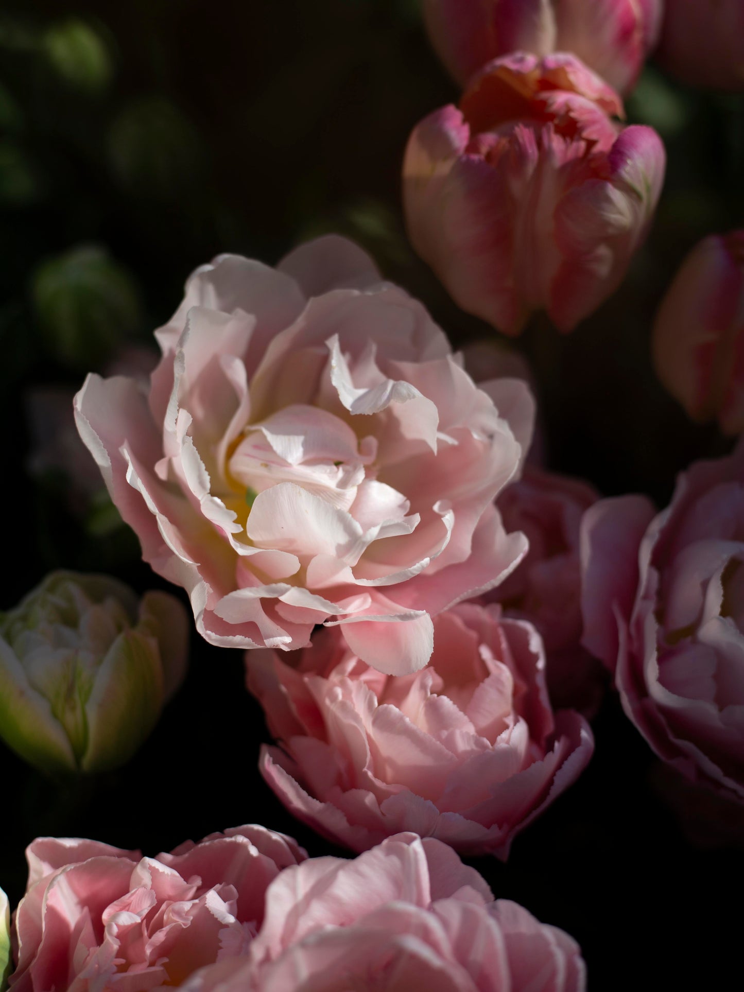 Kerrannainen tulppaani Dreamer