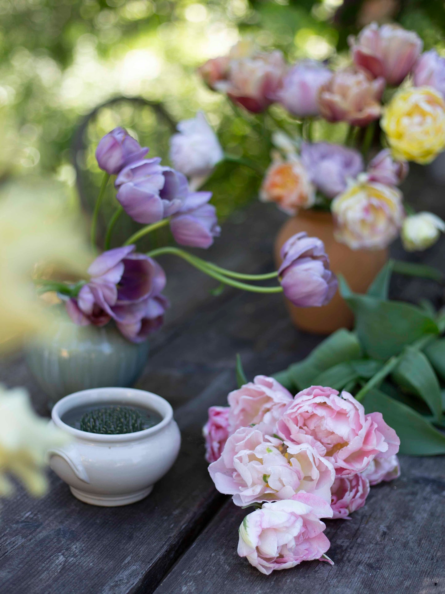 Kerrannainen tulppaani Angelique