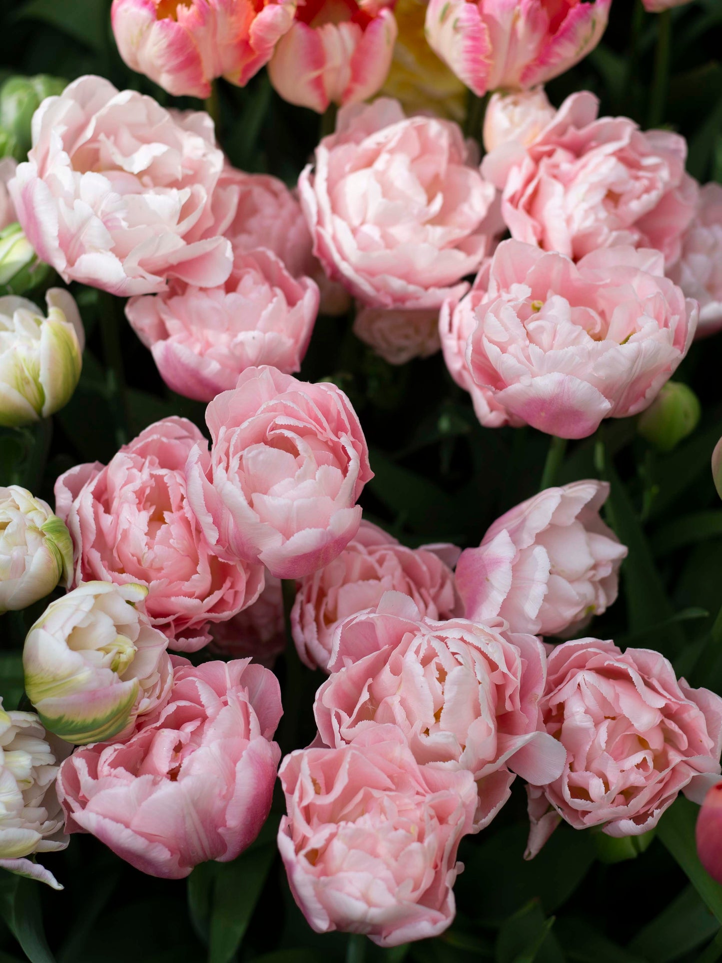 Kerrannainen tulppaani Dreamer