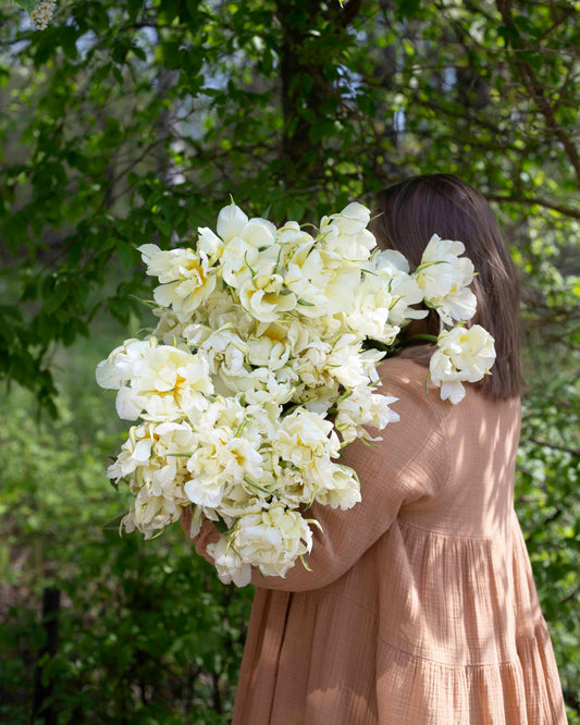 Kerrannainen tulppaani Exotic Emperor