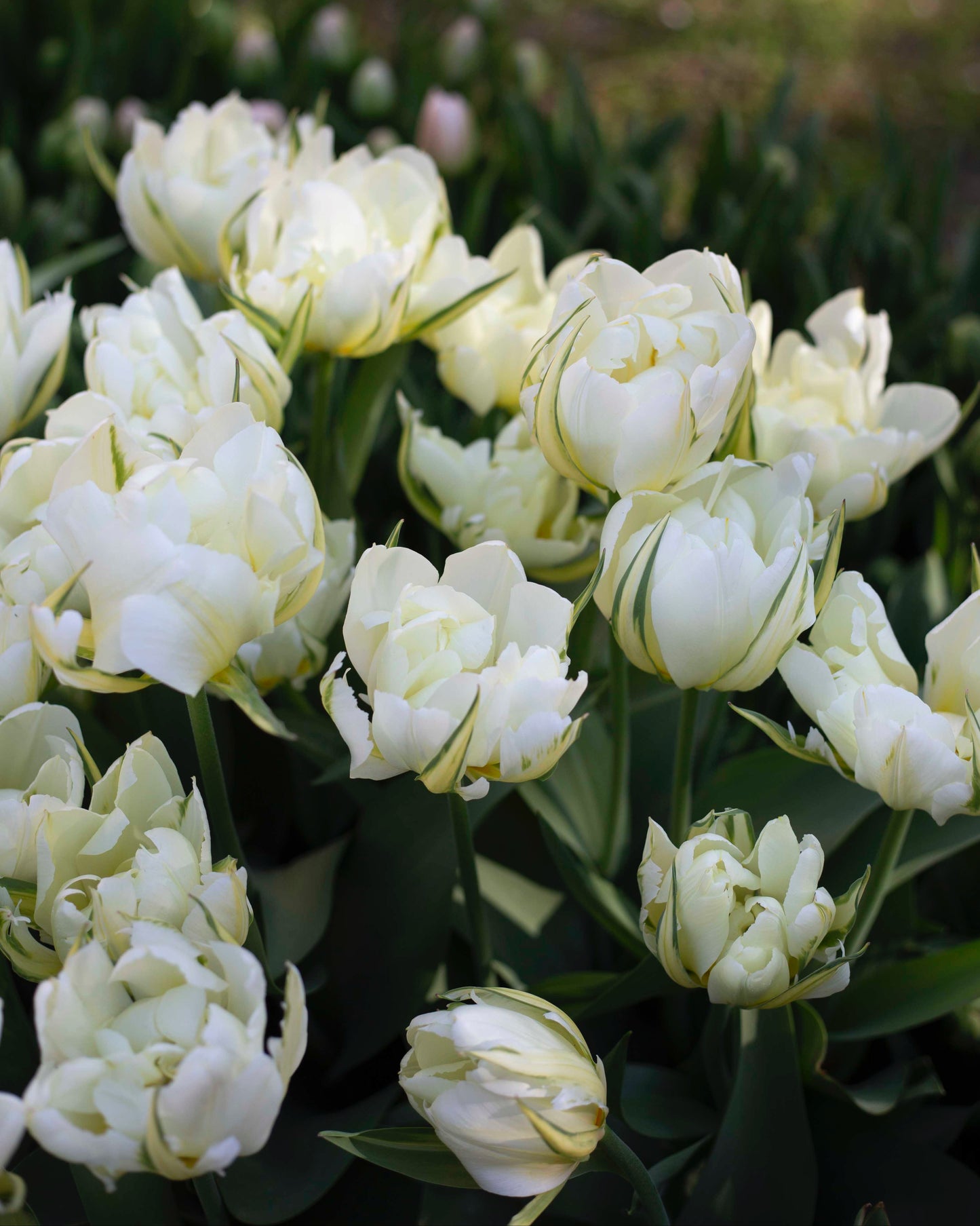 Kerrannainen tulppaani Exotic Emperor