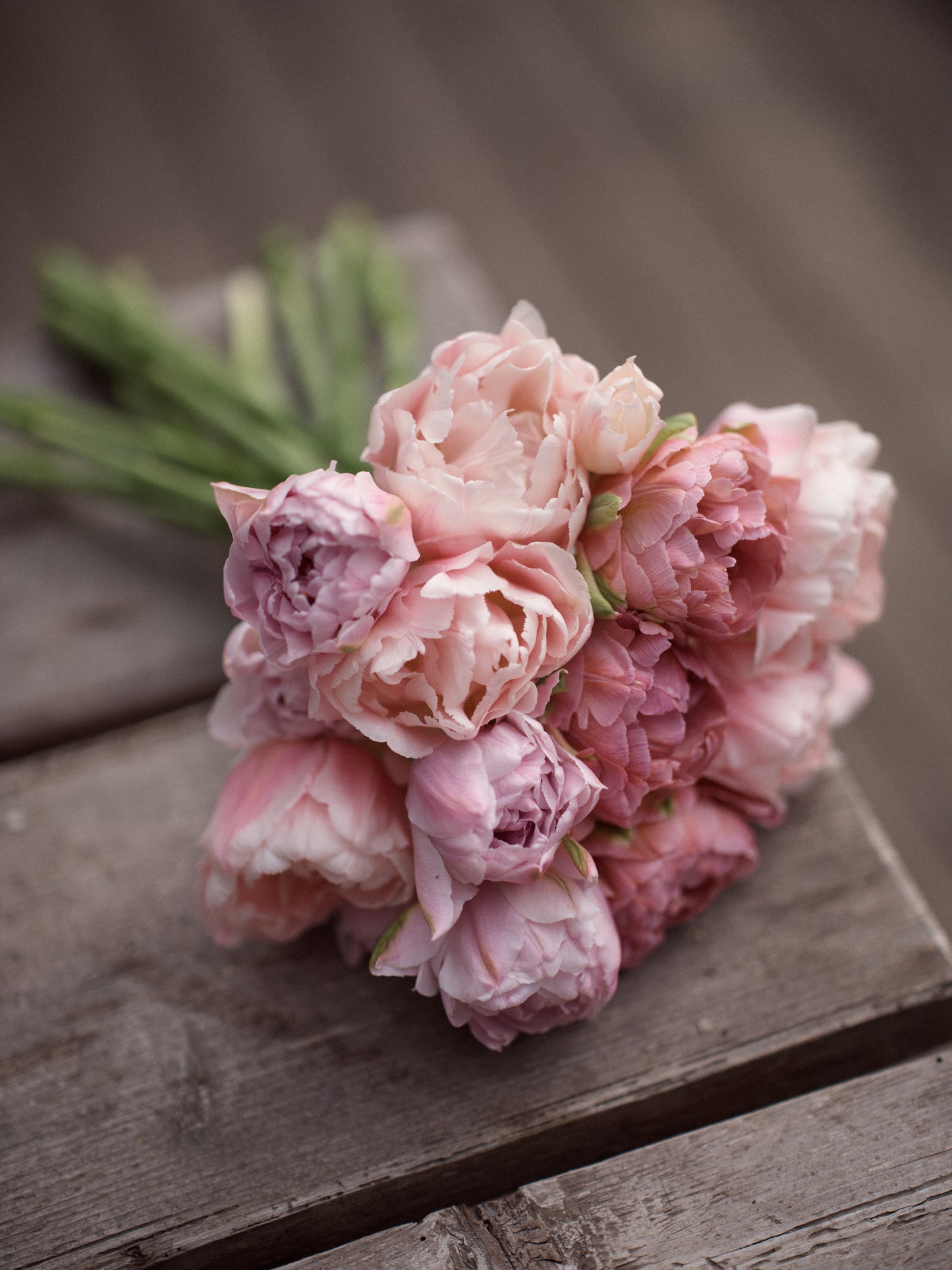 Kerrannainen tulppaani Dreamer
