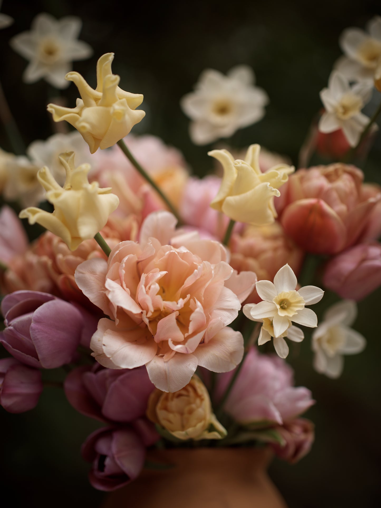 Tulppaani Yellow Crown