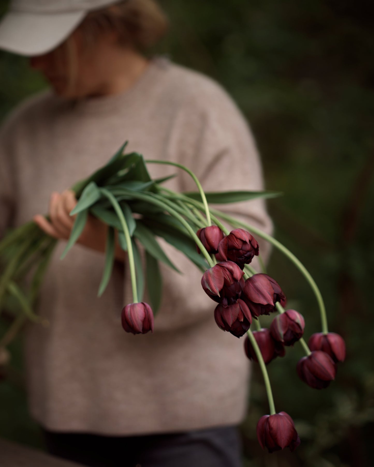 Kerrannainen tulppaani Black Hero