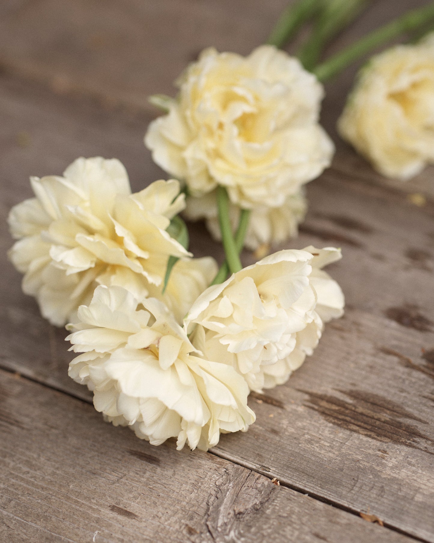 Kerrannainen tulppaani Avant Garde