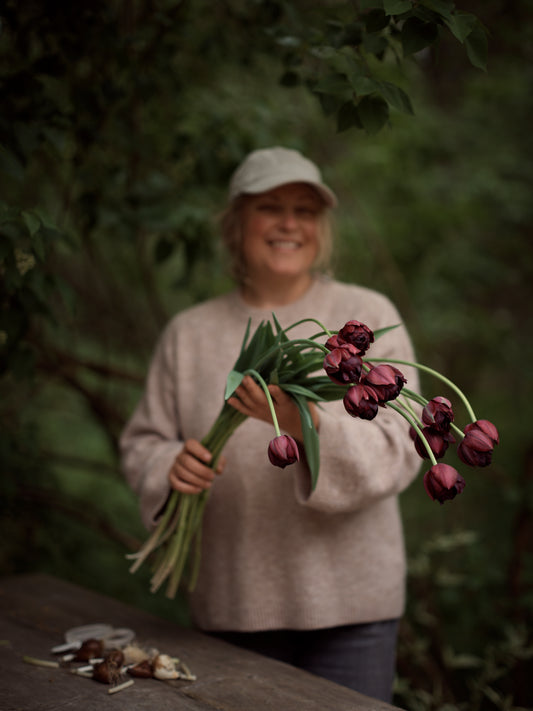 Kerrannainen tulppaani Black Hero