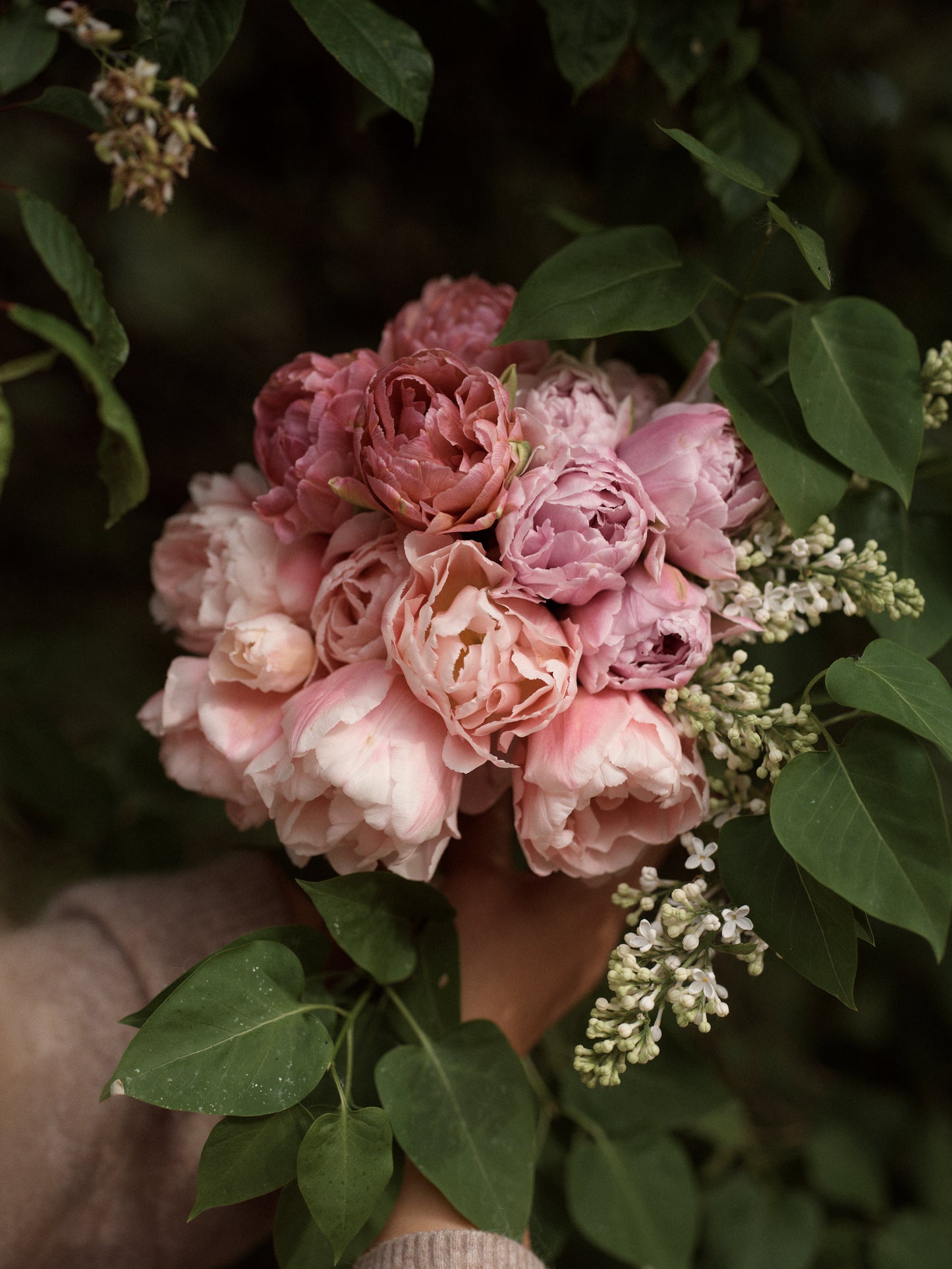 Kerrannainen tulppaani Dreamer