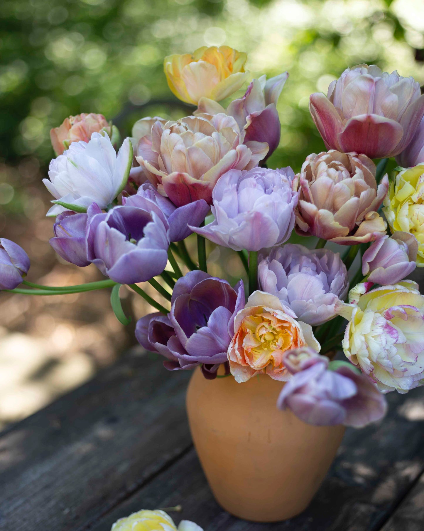 Kerrannainen tulppaani Charming Lady