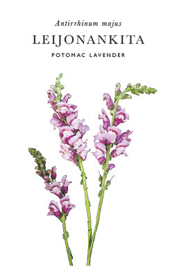 Leijonankita Potomac Lavender