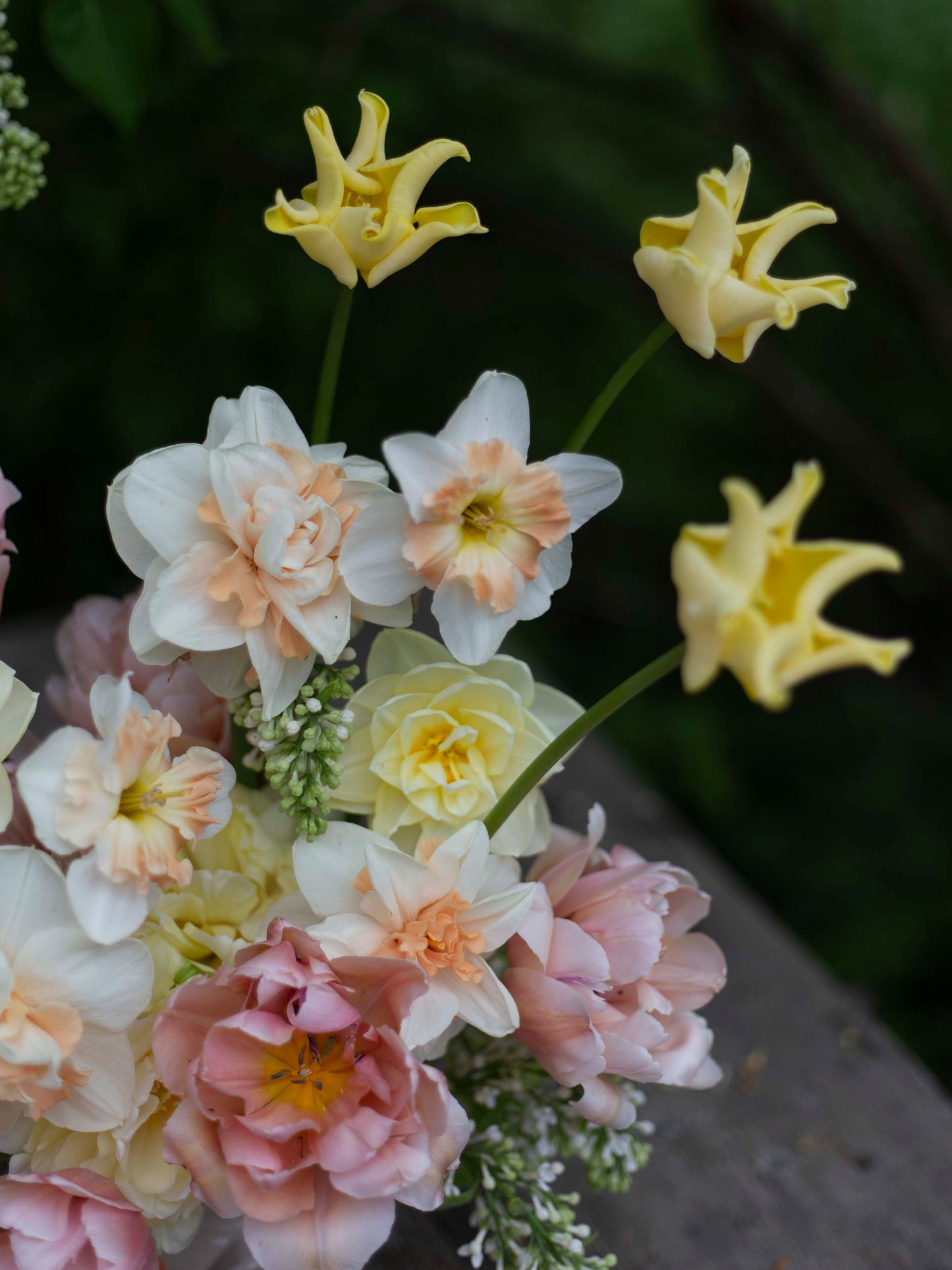 Tulppaani Yellow Crown