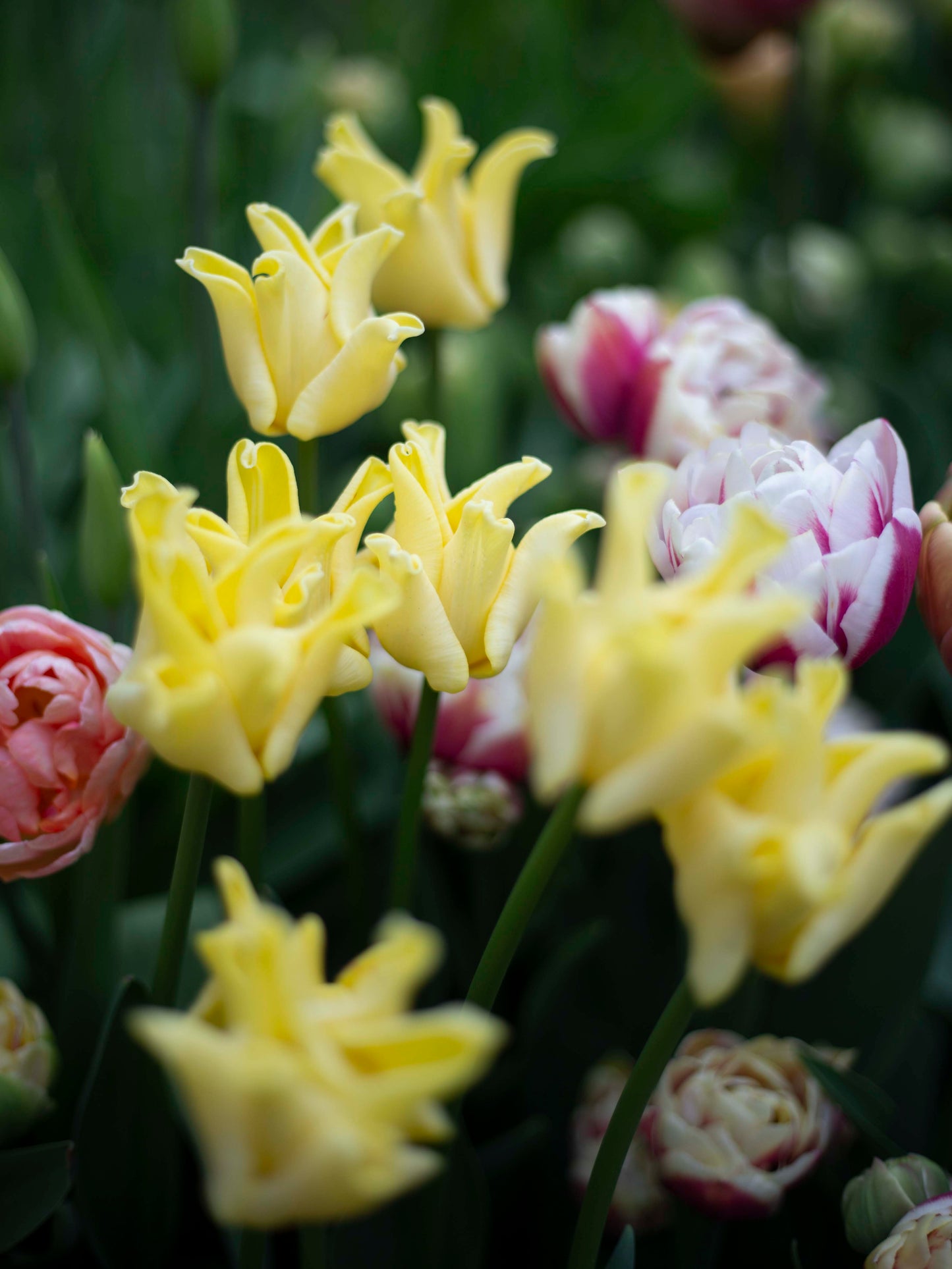 Tulppaani Yellow Crown