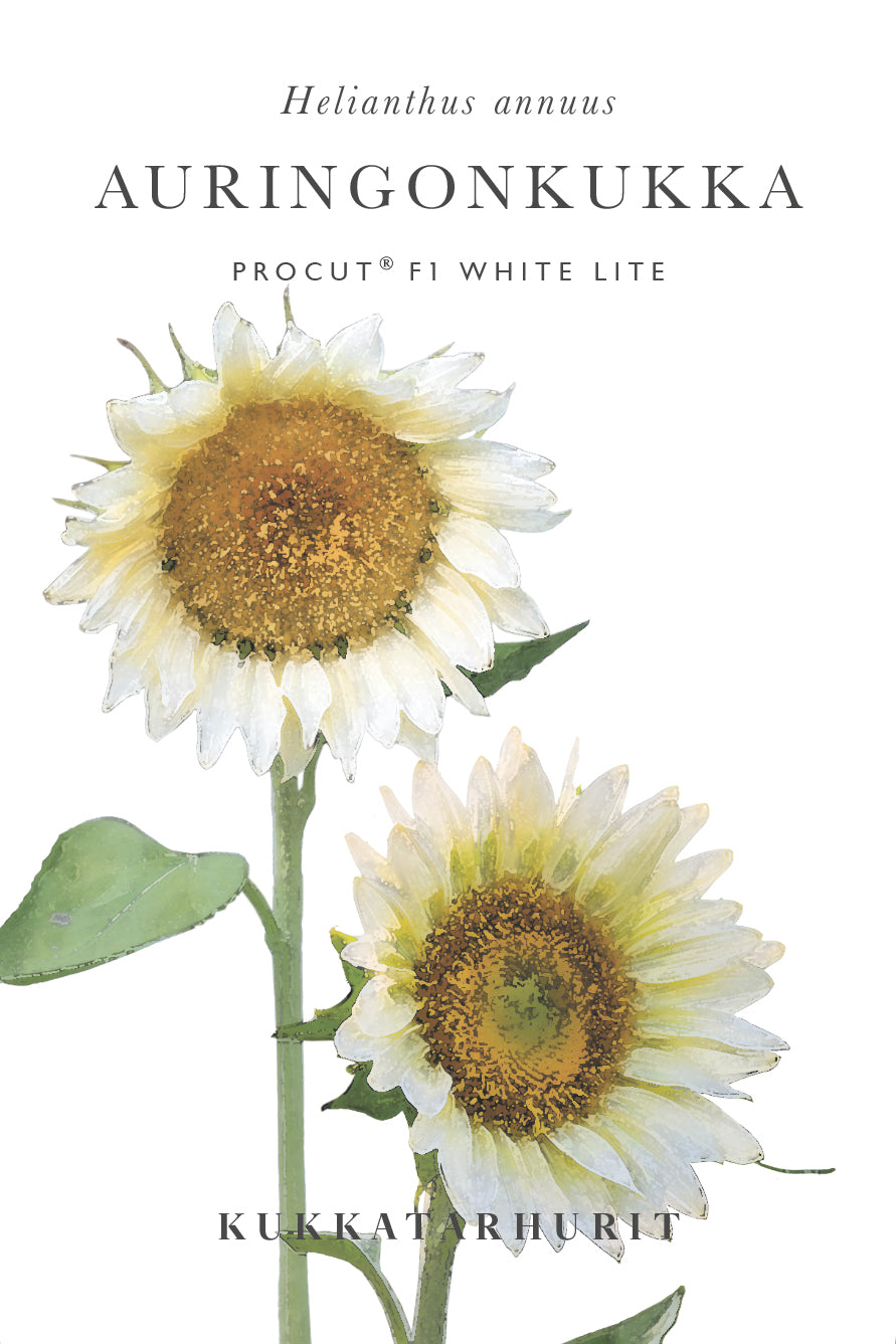 Auringonkukka Procut® White Lite