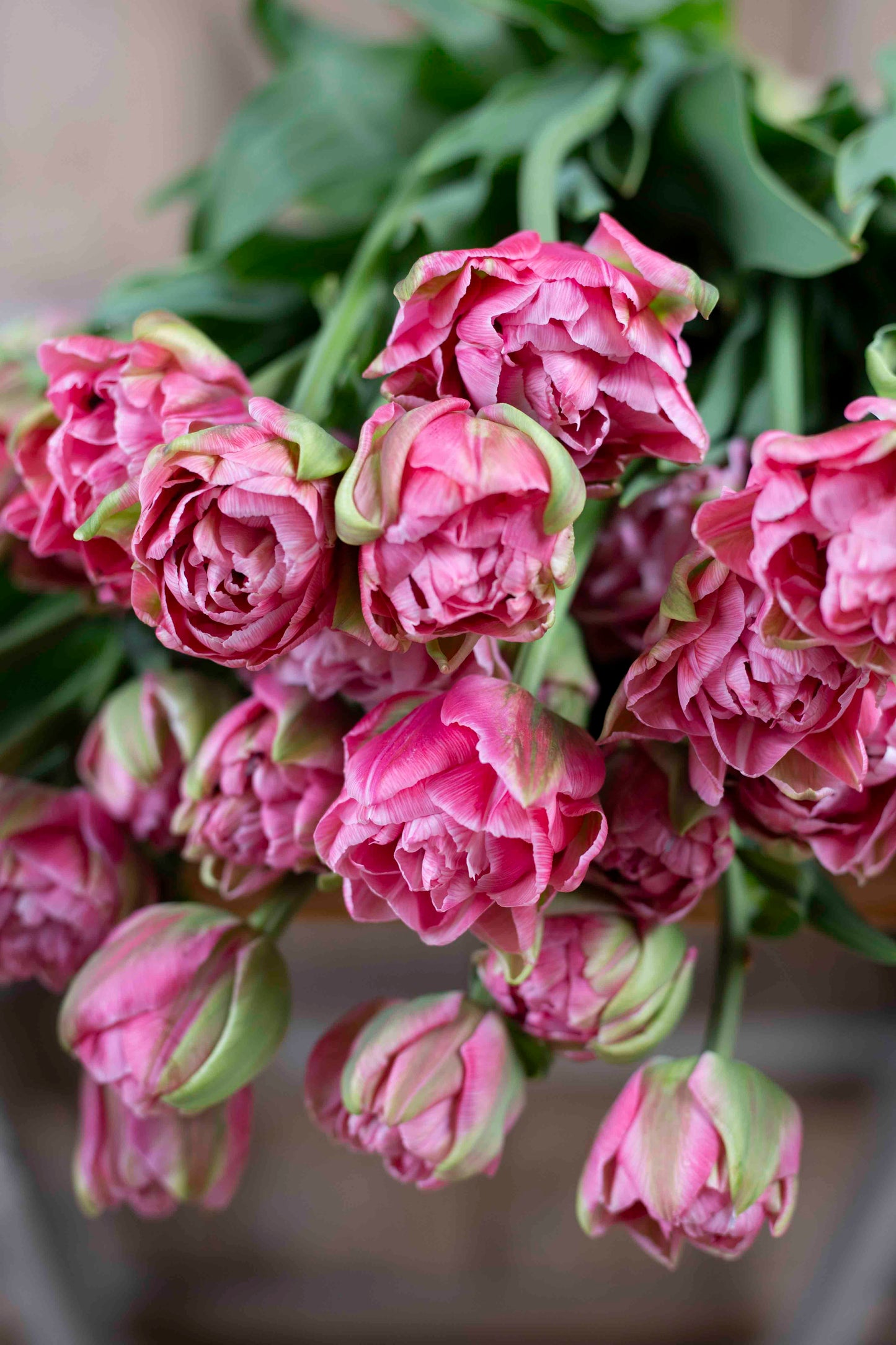Kerrannainen tulppaani Aveyron