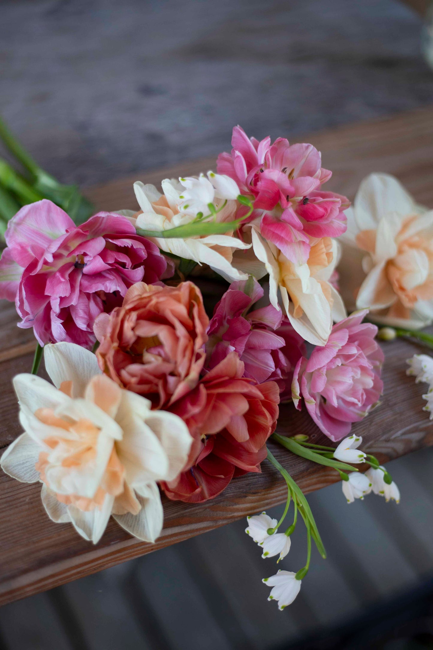 Kerrannainen tulppaani Aveyron