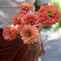 Benary's Giant Salmon Rose