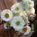 Benary's Giant White
