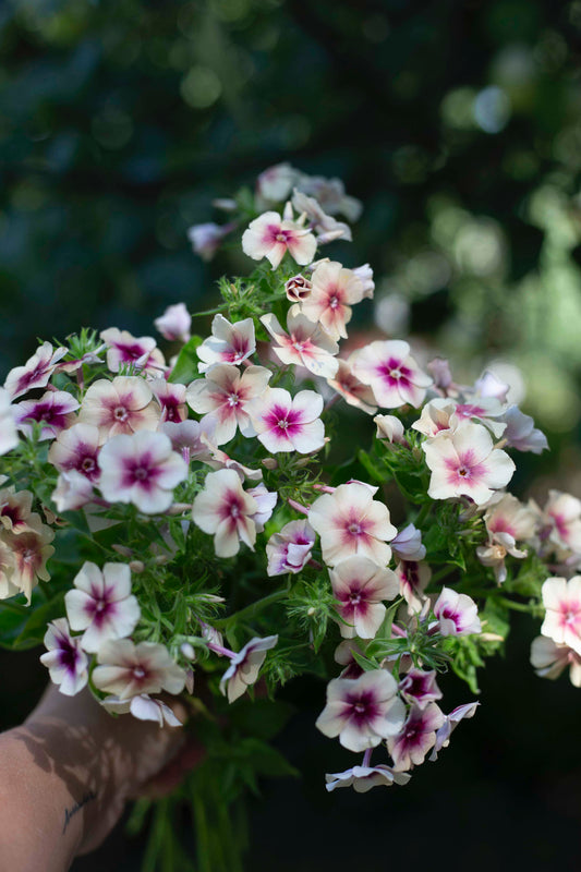 Kesäleimu Cherry Caramel