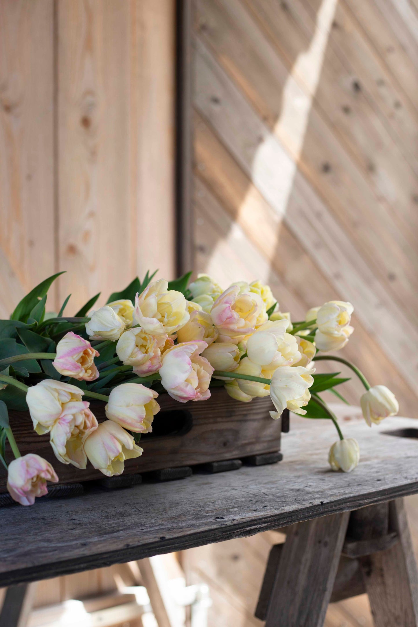 Kerrannainen tulppaani Creme Upstar