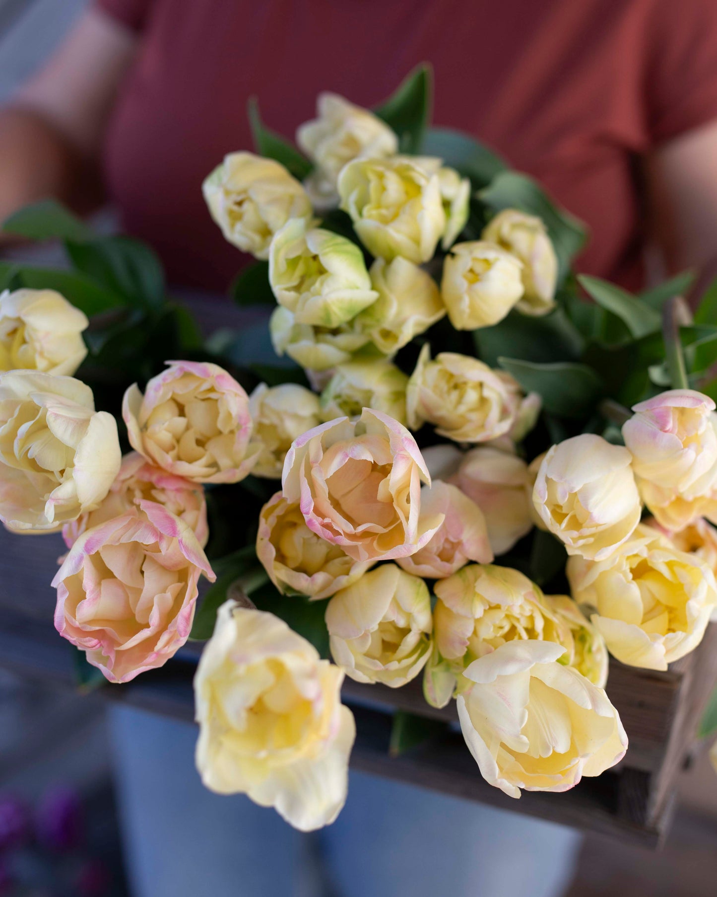 Kerrannainen tulppaani Creme Upstar