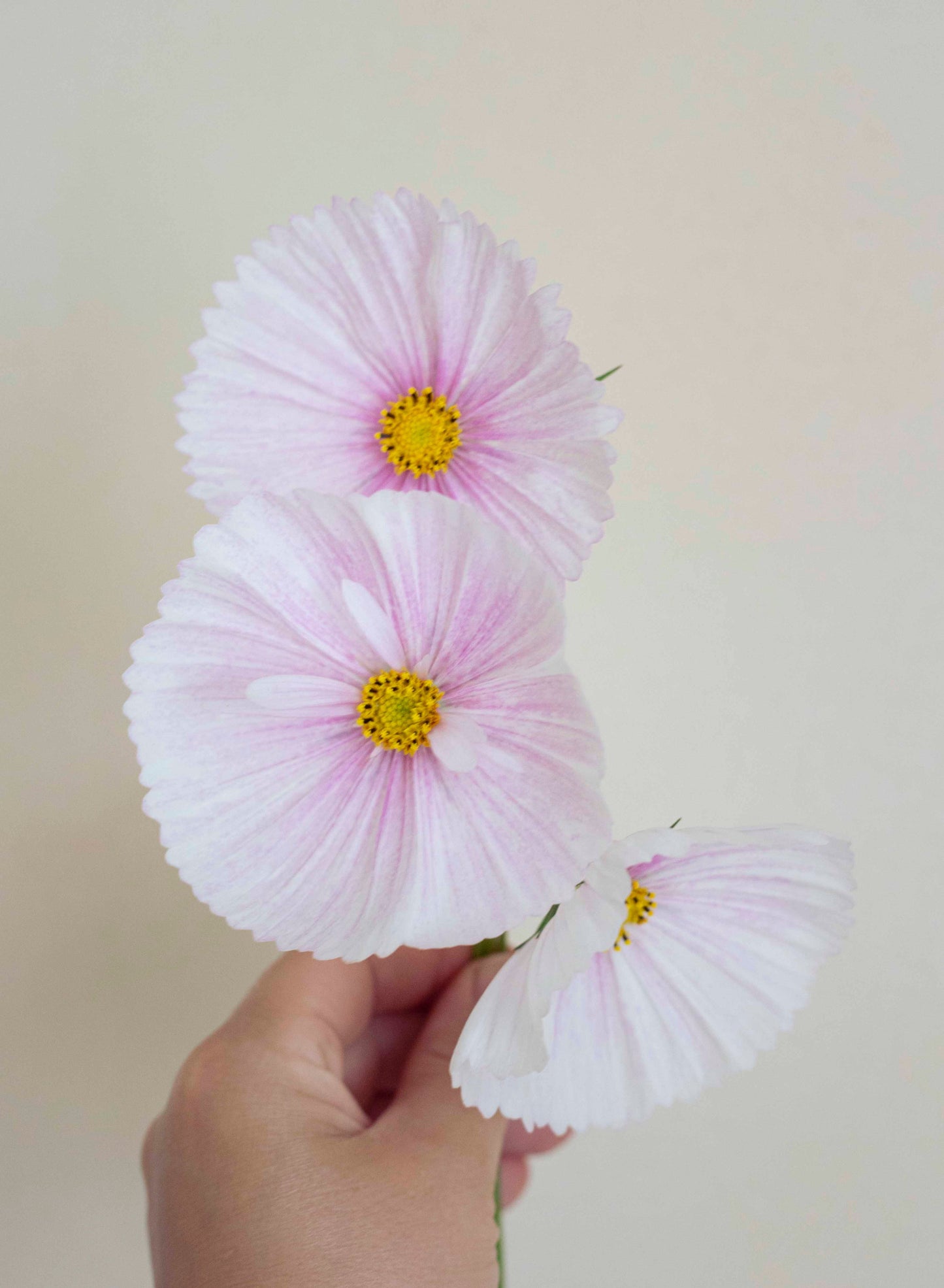 Punakosmos Cupcake Blush