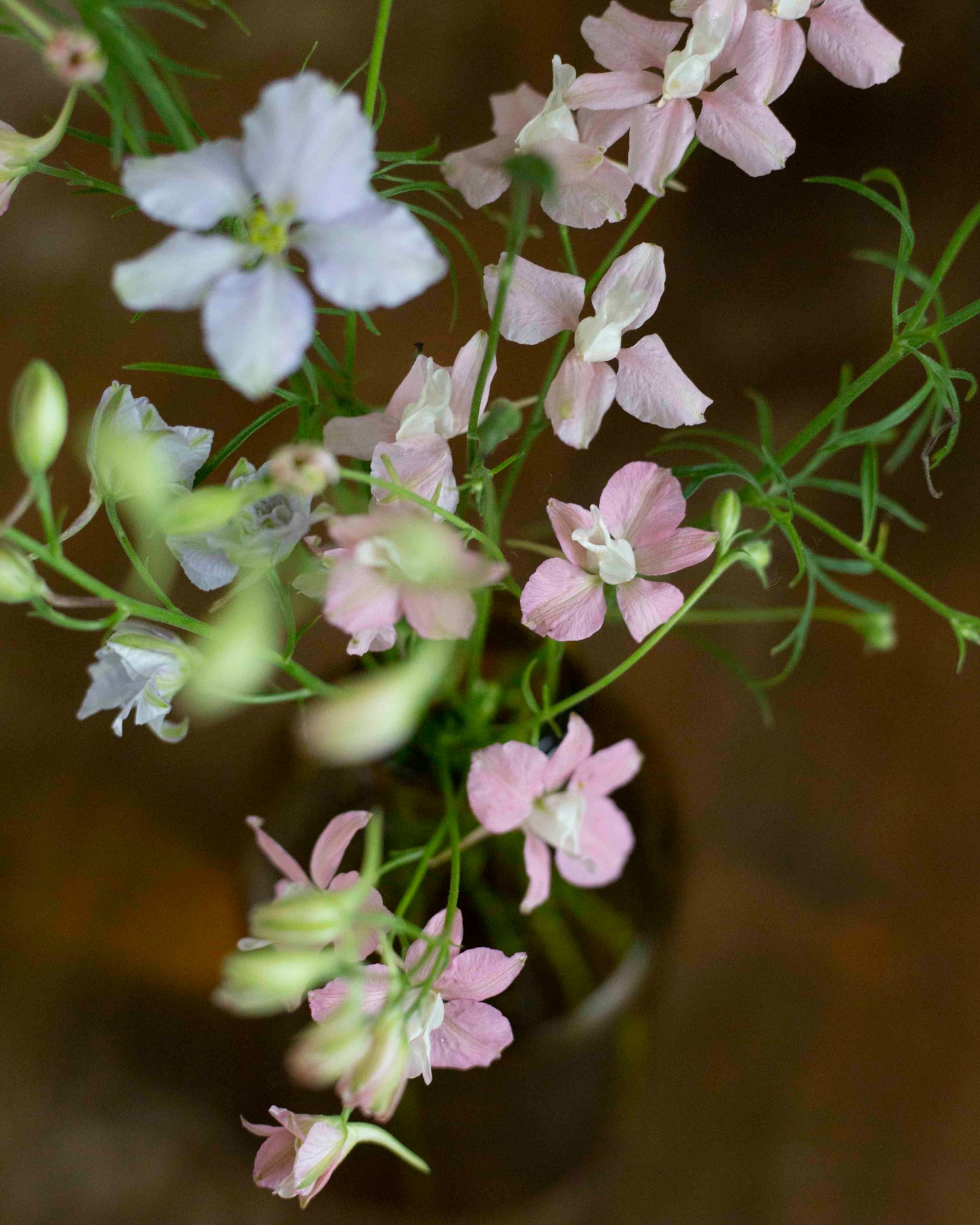 Tarhakukonkannus Qis® Light Pink