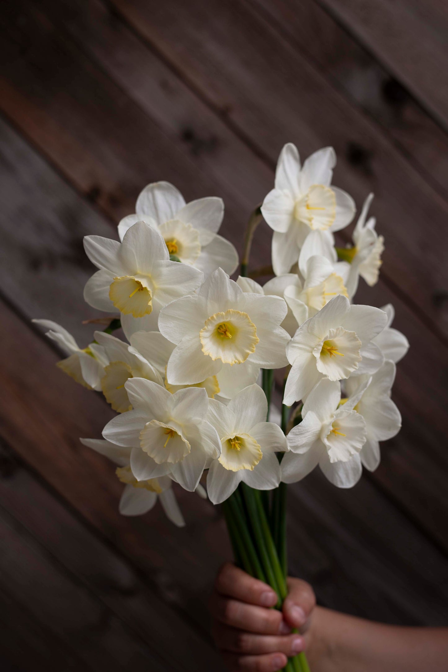 Narsissi Frosty Snow