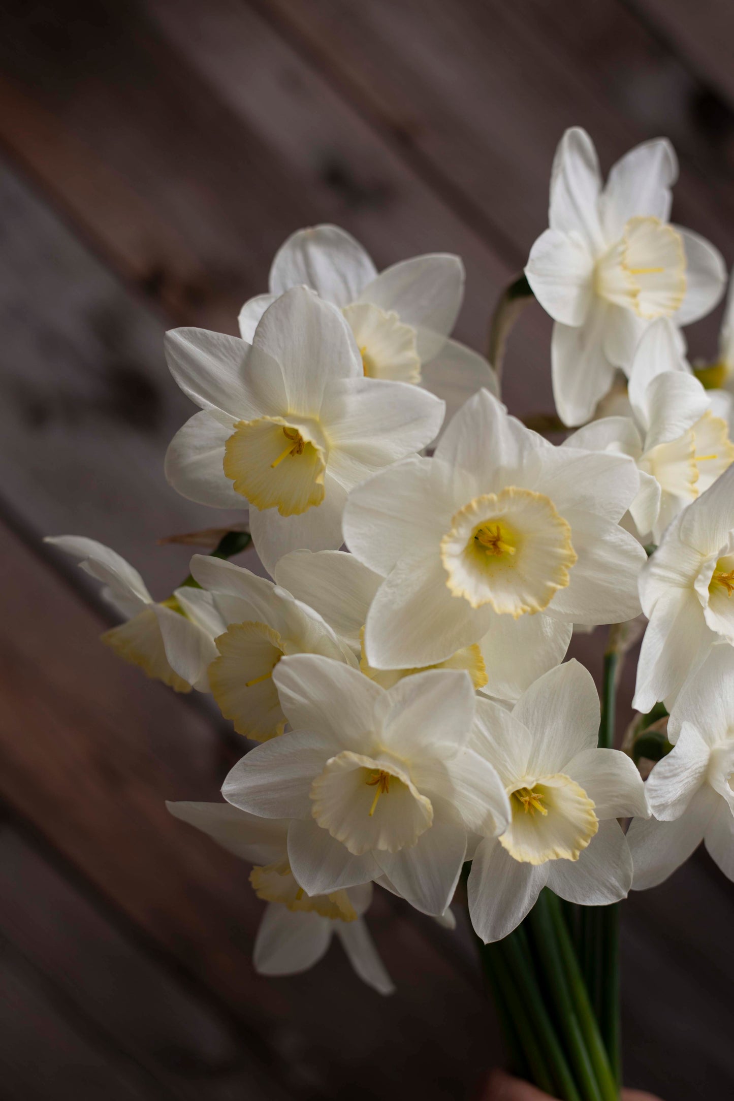 Narsissi Frosty Snow