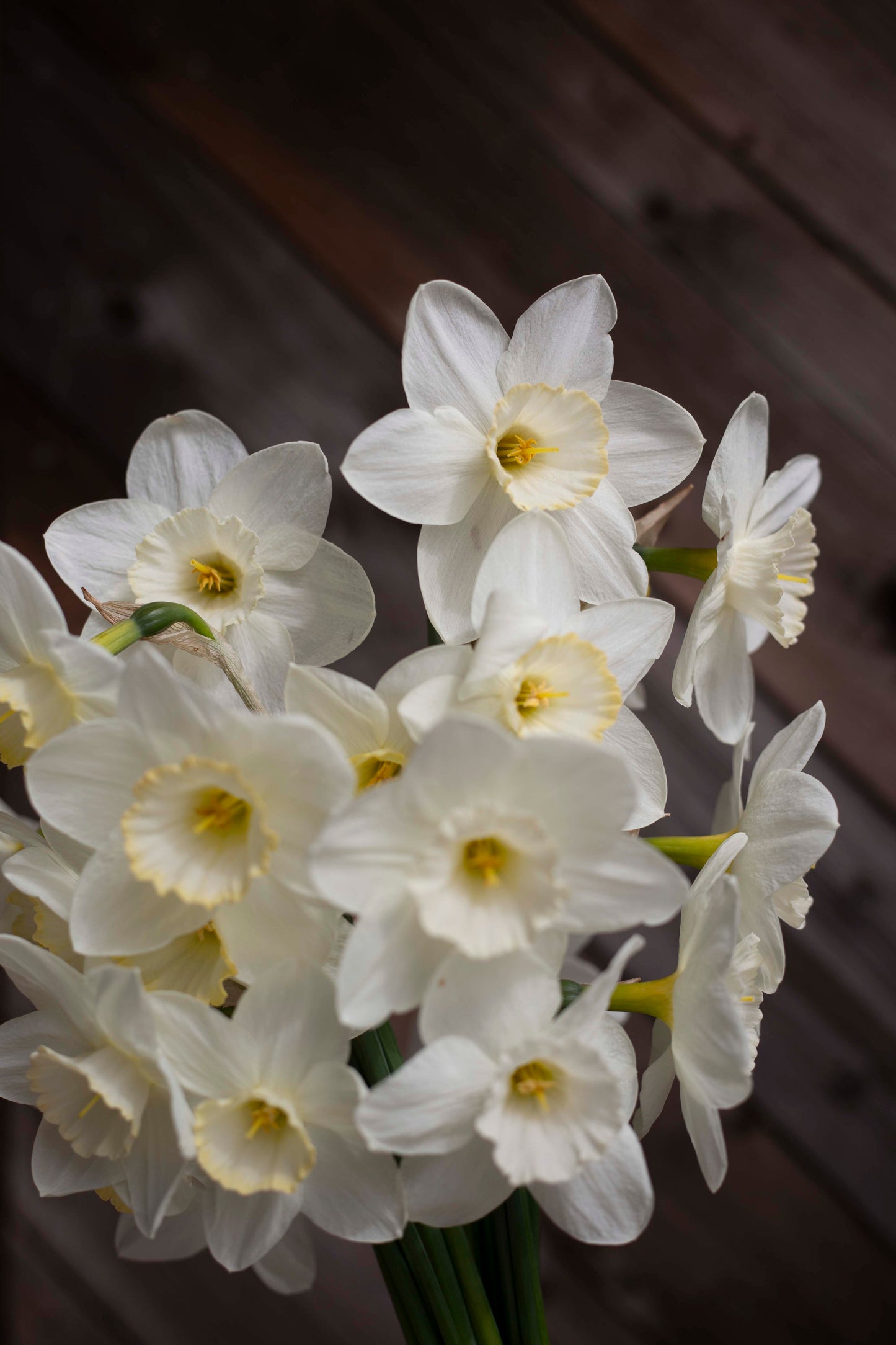 Narsissi Frosty Snow