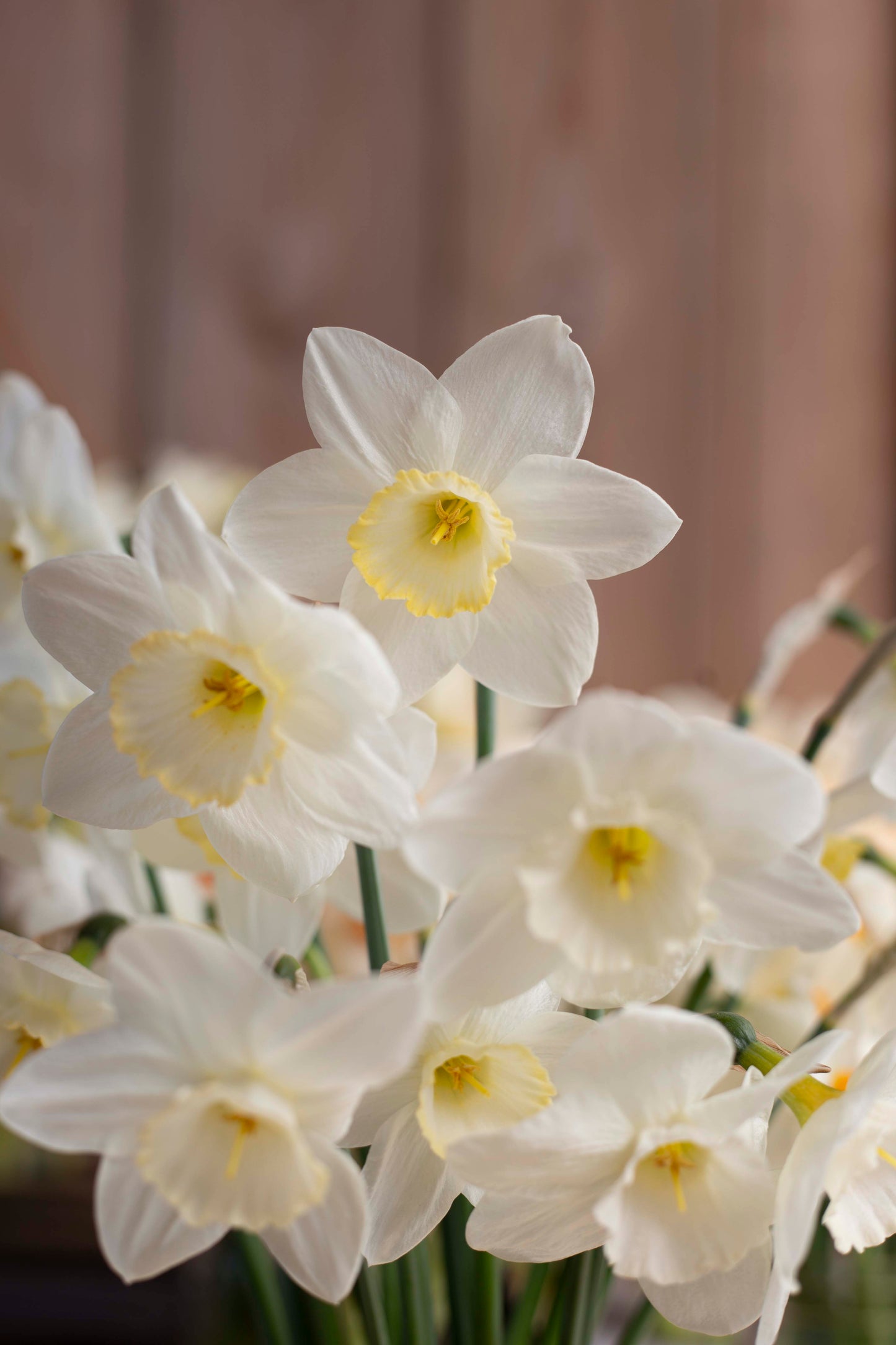 Narsissi Frosty Snow